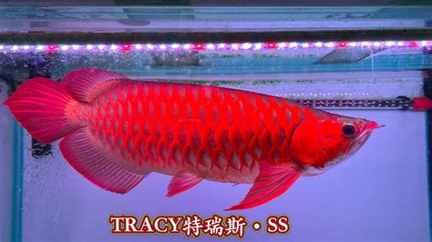 血紅龍魚價格|「龍魚大賽」現場的幾百條紅龍：這得多少錢